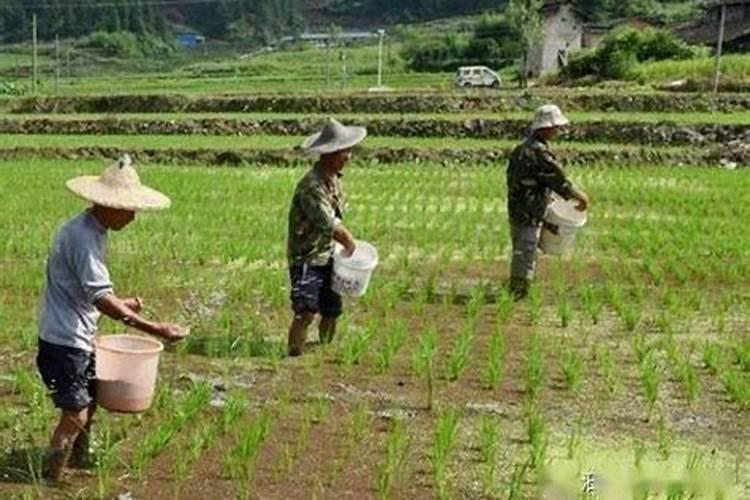 什么时候不能喷芸苔素