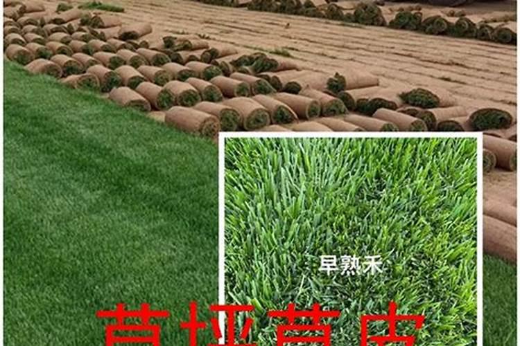 草皮种植时使用什么肥