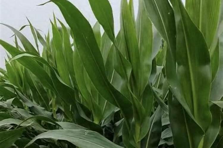 水溶肥粉剂和水剂哪个好？喜满地水溶肥怎么样？