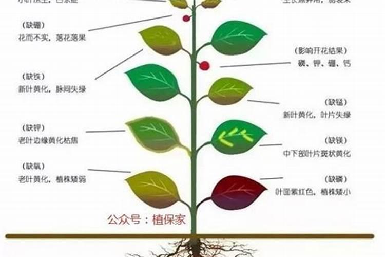 小麦缺钾的原因有哪些？