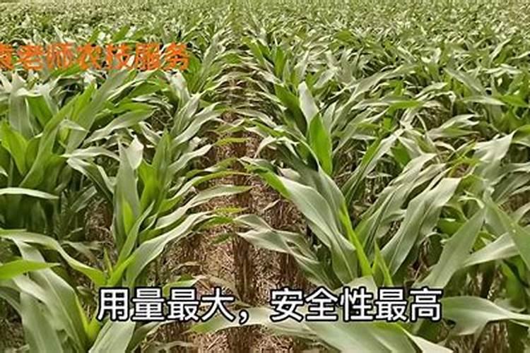 辣椒上正确使用尿素叶面喷施