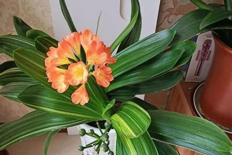 立秋后多长时间种草莓最好