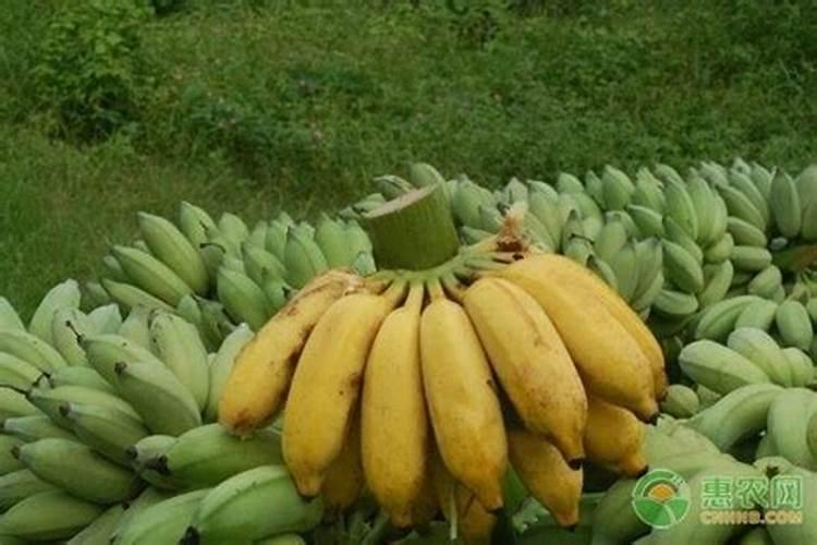 辛硫磷使用方法