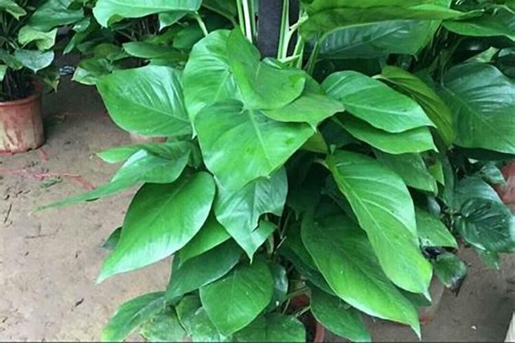 勋章菊适合广东种植吗