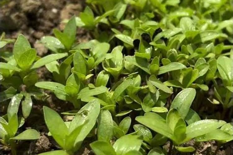 月季花施肥需要注意什么