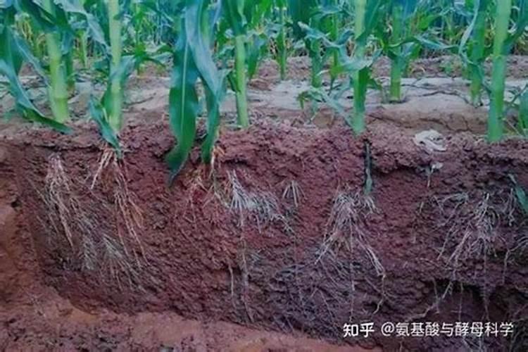 玉米施用种肥有哪些注意事项 经过堆沤高温发酵