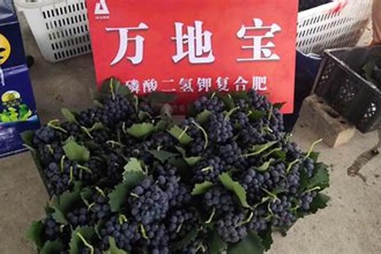 葡萄树施什么肥最好