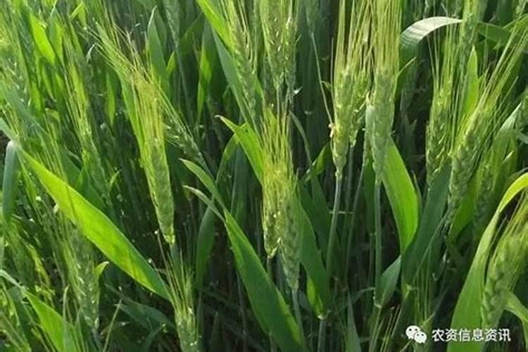 小麦缺硼的症状都有哪些？怎样才能快速缓解？