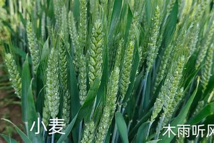 怎样施用硼肥防治小麦不稔症？