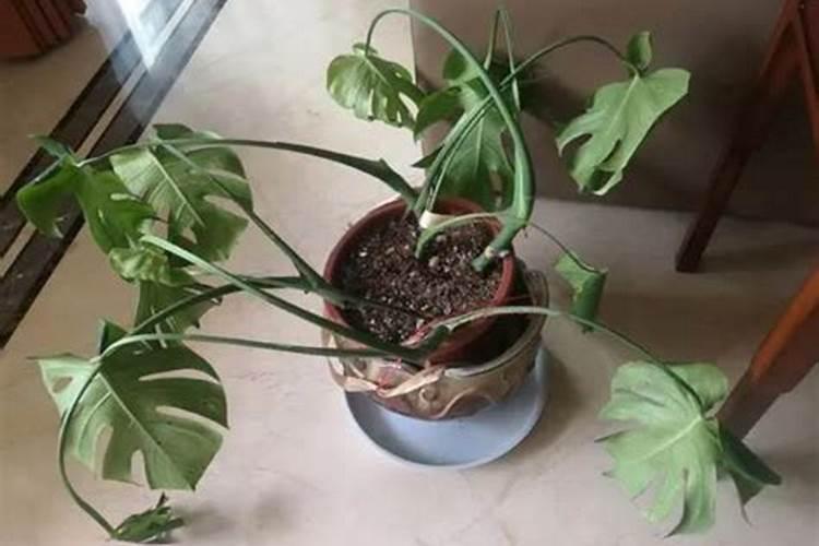 土栽的玉兰施肥过多后花瓣打蔫掉落该如何急救？