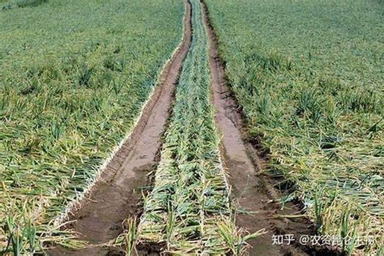 大蒜苗期用什么叶面肥