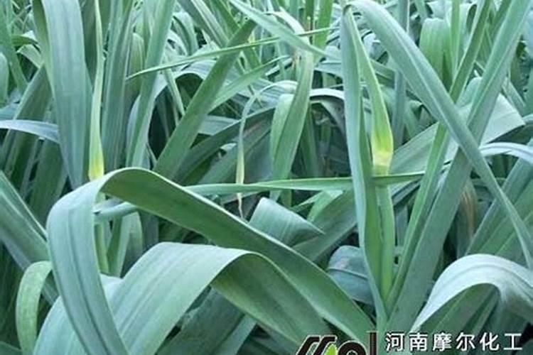 蒜苗施什么肥最好