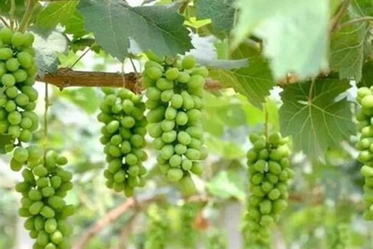 番茄转色期可以用202020的水溶肥吗？