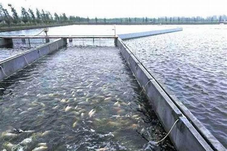 鱼塘里可以撒化肥喂鱼吗？撒什么化肥？计量是多少？？