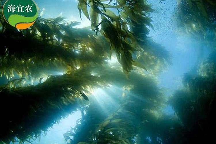 蓝磷复合肥料191019每袋八十斤多少钱一袋