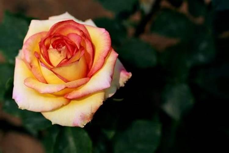 玫瑰花和月季花哪个好养活
