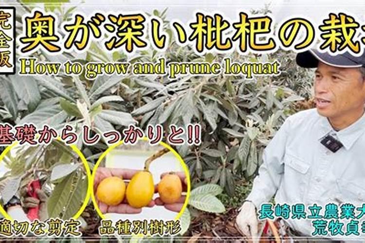 枇把树喂什么肥料