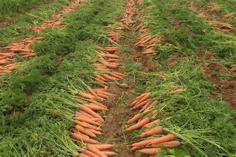 秋胡萝卜栽培要点 胡萝卜养殖方法总结