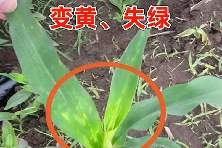 玉米苗发黄打什么叶面肥