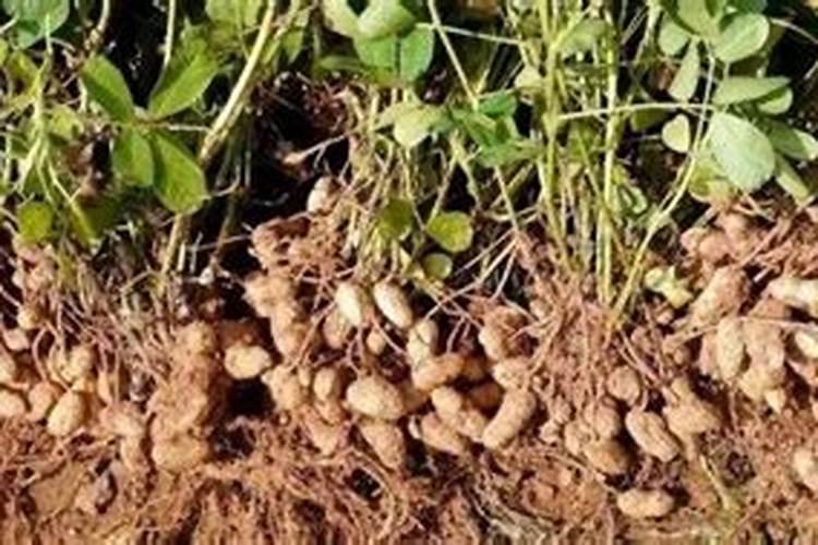 氮磷钾肥分别有什么作用