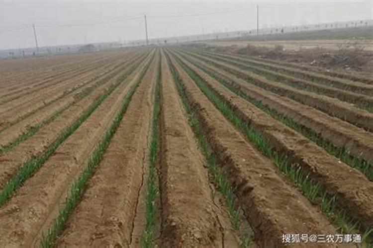 尿素有烧苗现象吗