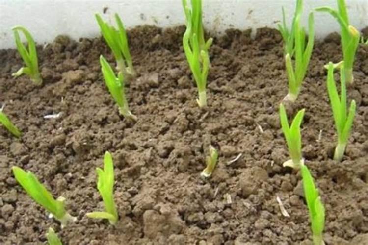 罗汉栀子怎么施肥