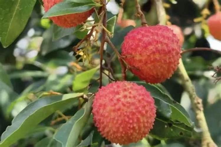 桂味荔枝怎样管理才可年年挂果
