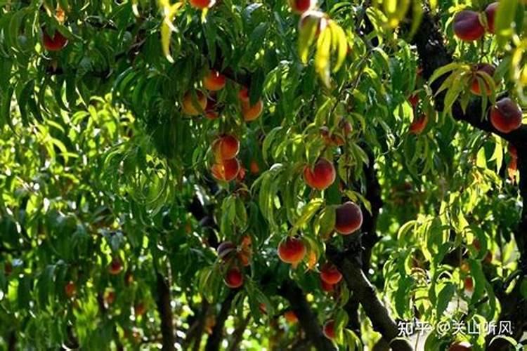 液体氮肥的使用方法 液体氮肥几天见效