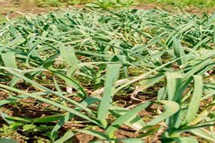 红蒜种植缺微素容易被忽略,红蒜种植缺微素有什么症状？