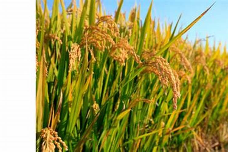 番茄对于肥料的需求量大吗？应该怎样去施肥？