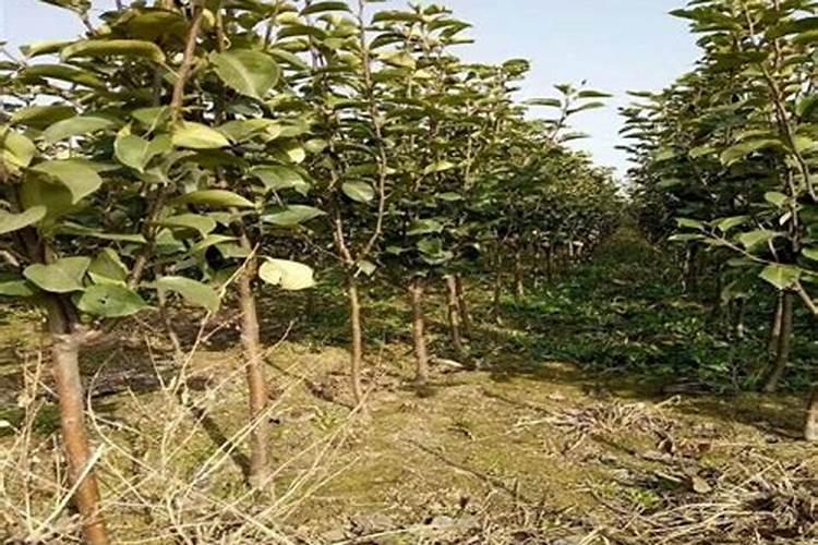 果树叶面肥喷施八注意 种果树需要注意什么