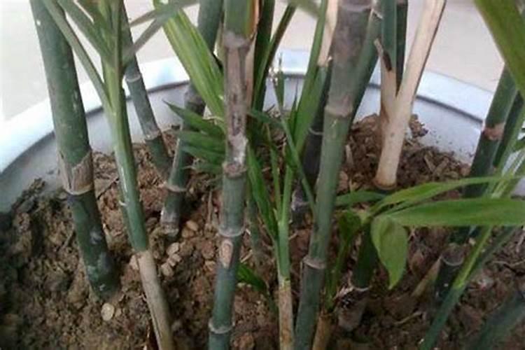 自家种番茄家里用什么肥料
