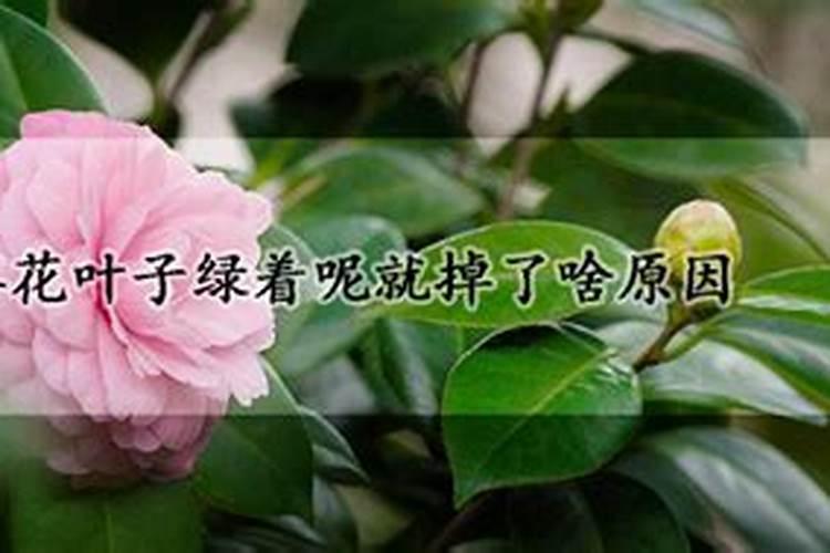 茶花叶子干黄掉叶,什么原因