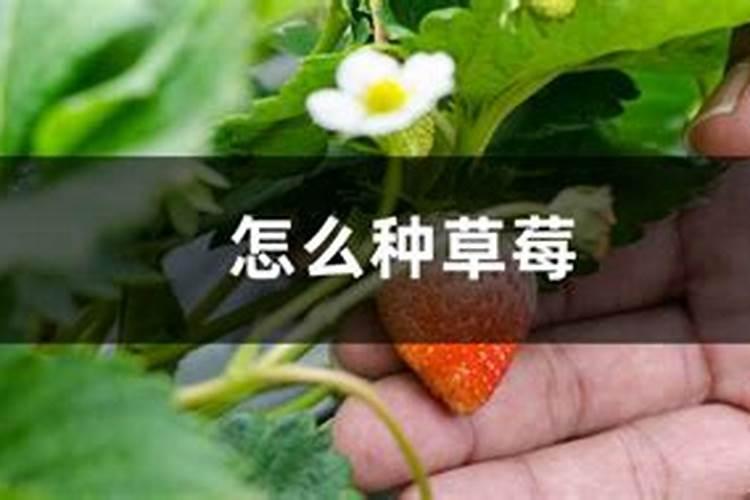 中国前十矿源黄腐酸钾是哪几家？