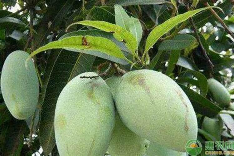 芒果开花结果期种植管理如何做？芒果开花坐果期用什么肥料好