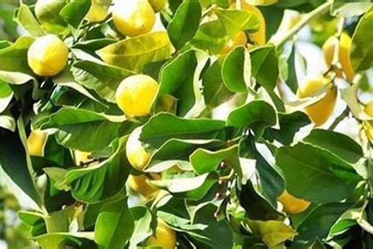 种植柠檬需要哪些肥料