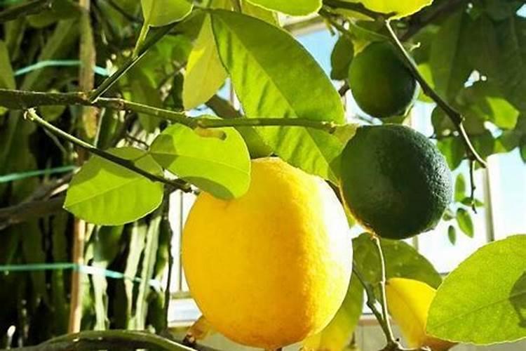 柠檬树坐果需施什么肥