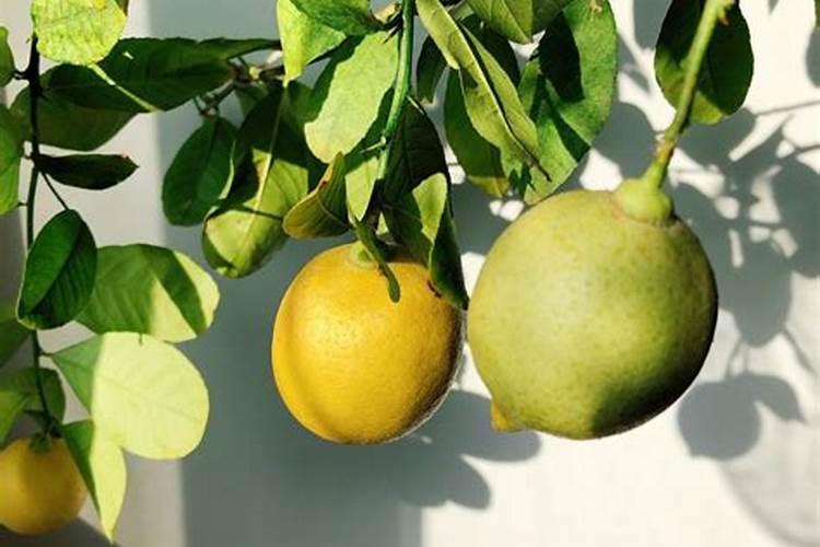 柠檬施什么肥最好