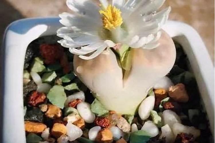 呼伦贝尔金新化工有限公司公司简介