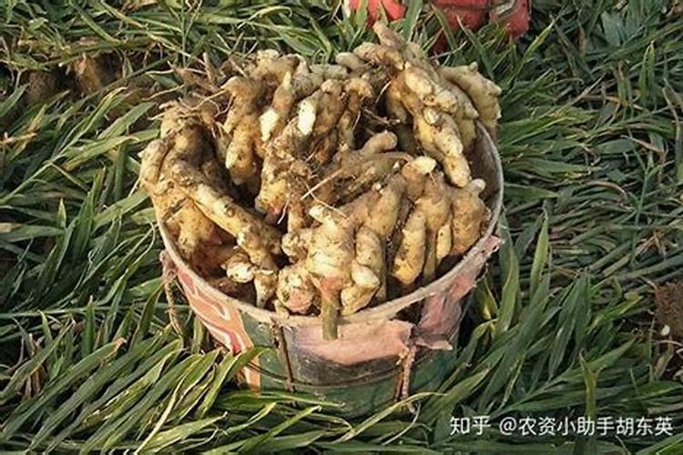 大姜膨果期用什么肥料好？
