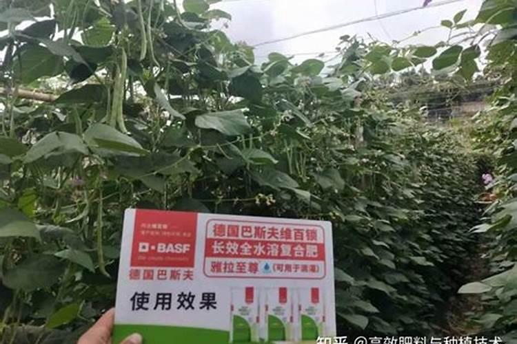 第一年新种的葡萄苗该施什么肥料