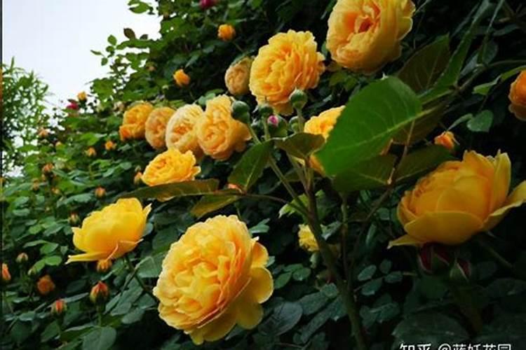 月季花施什么肥料开花多