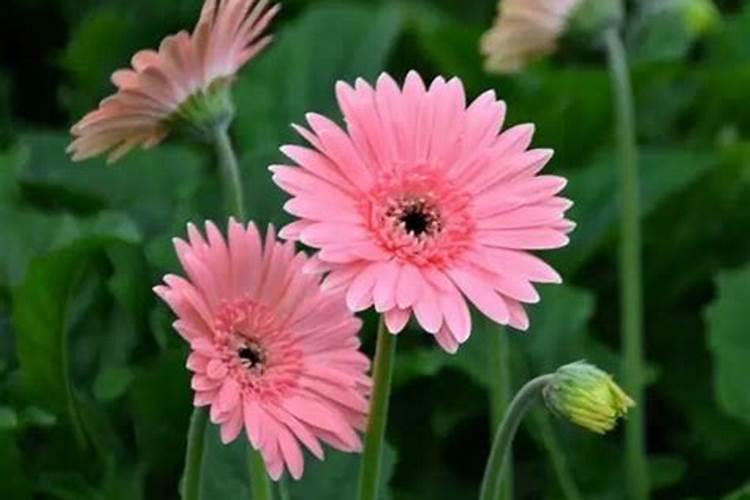 非洲菊花期是什么时候(有关非洲菊开花时间)