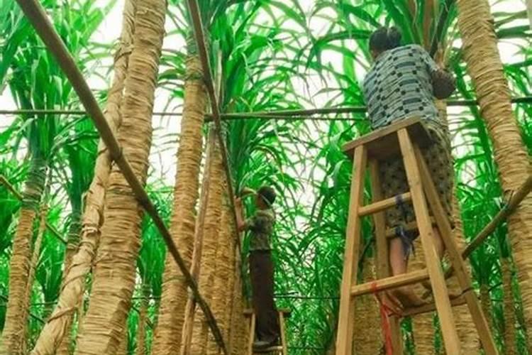 山药高产施肥经验谈