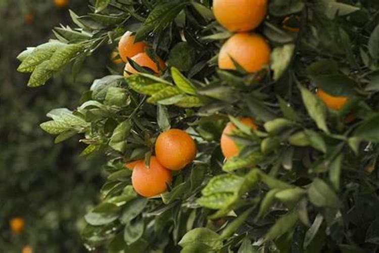 有机肥与化肥的区别