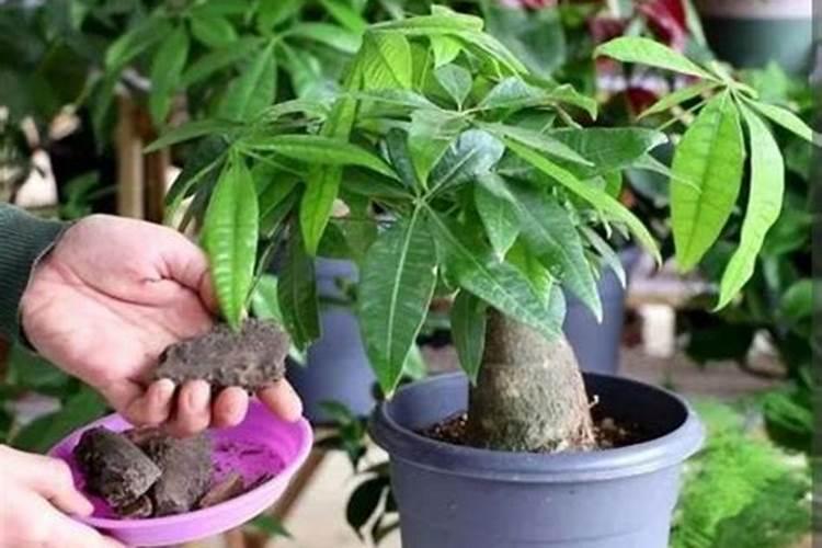 发财树施什么肥料好长得最快最茂盛(浇什么肥可枝叶旺盛)