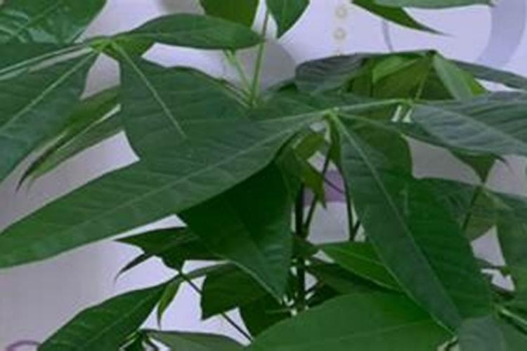 怎样让发财树快速生根