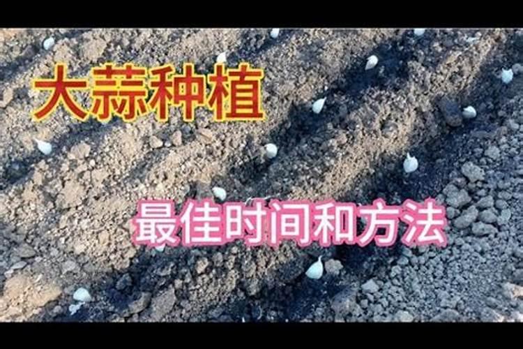 大蒜如何浇水施肥