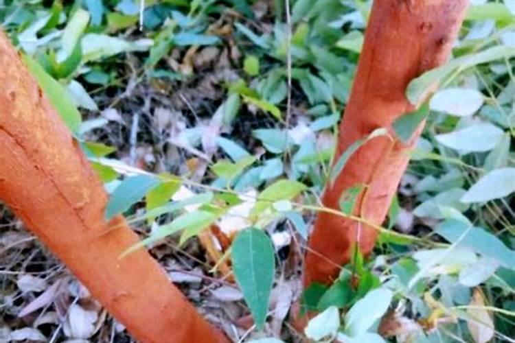 花生结荚期追多少尿素