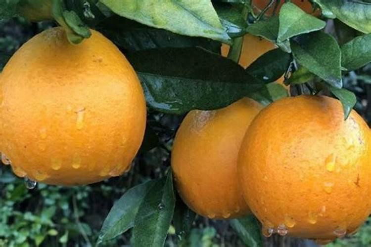 蝴蝶兰长出新根多久 蝴蝶兰生出新根需要多长时间？